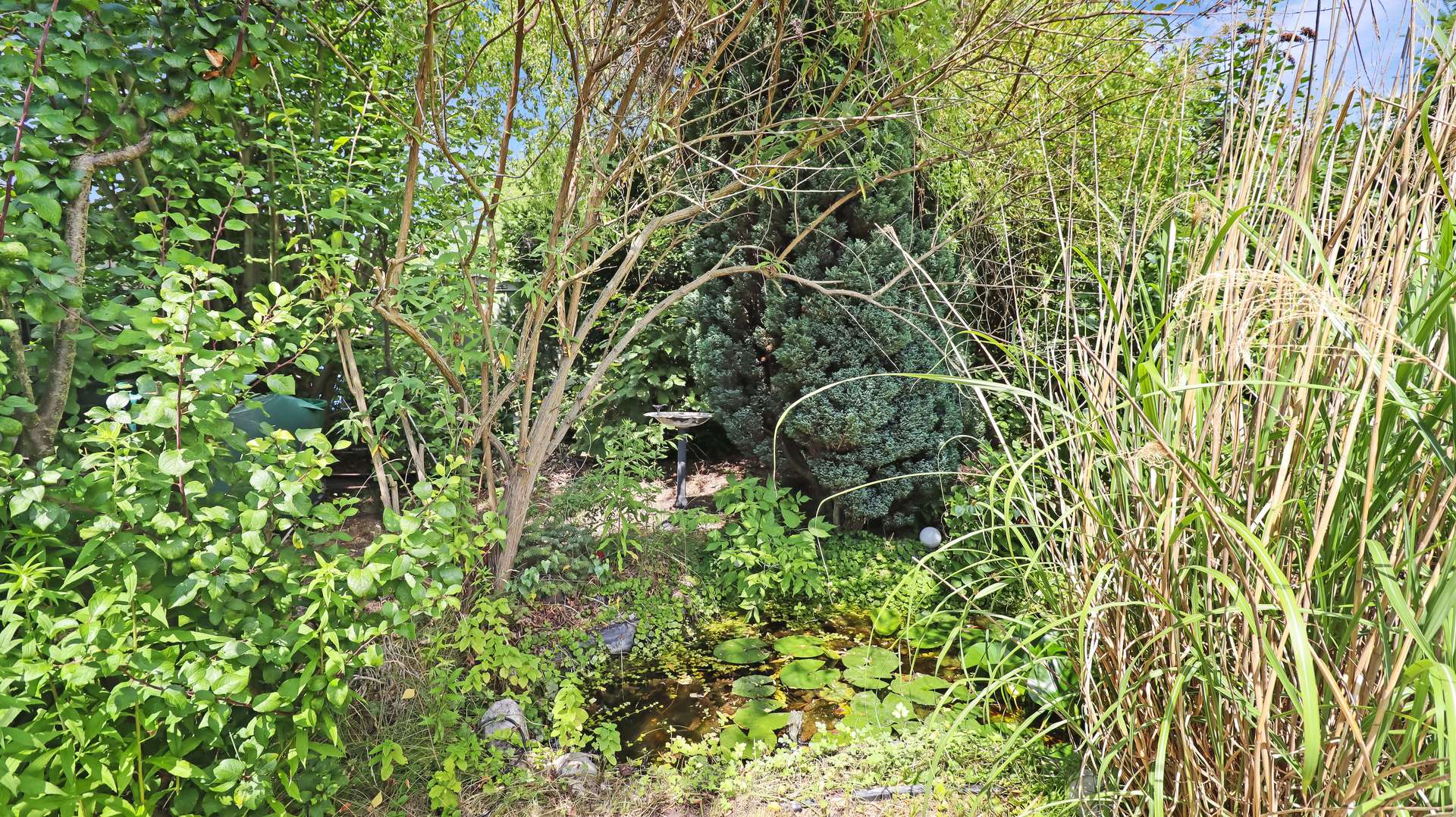 Teich